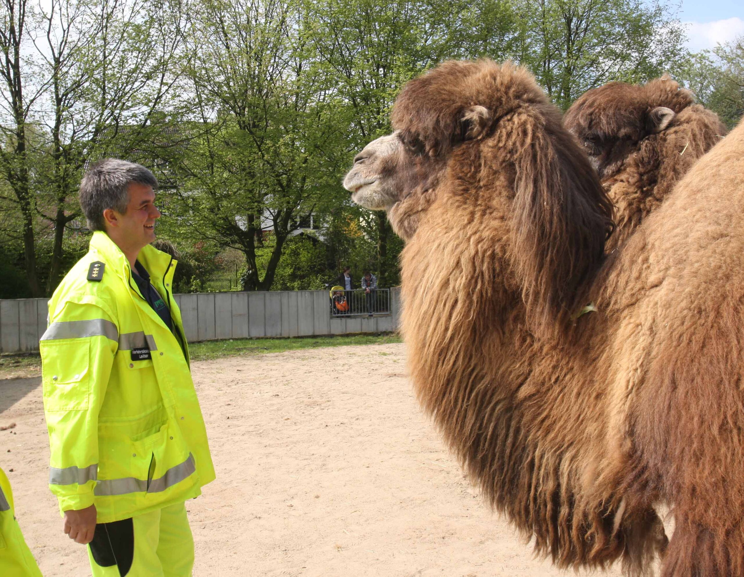 Euregiozoo Michael Günter mit Kamel